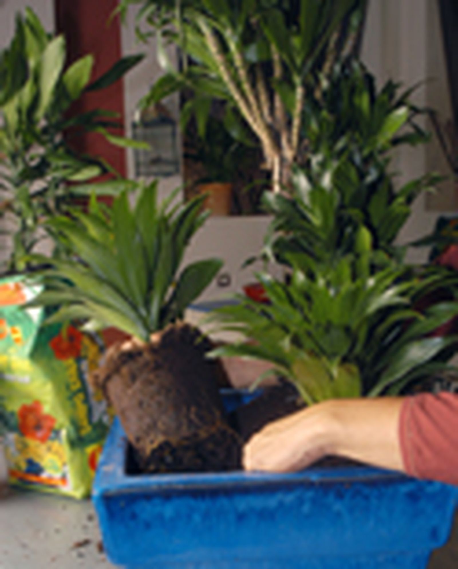 64204 dracena p04