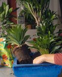 64204 dracena p04