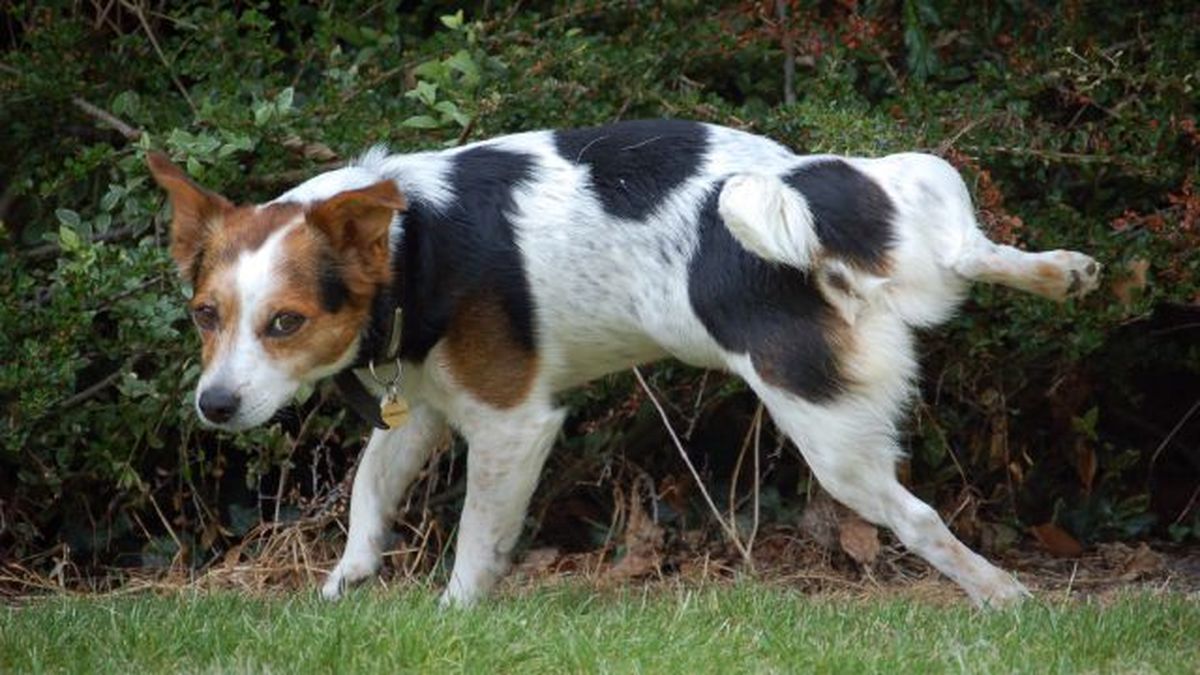 por que mi perro bebe mucha agua 1