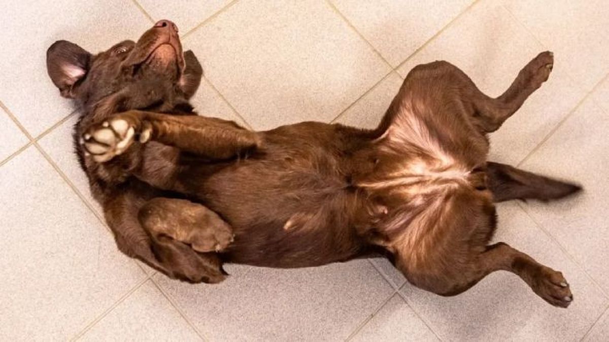 los perros tienen ombligo