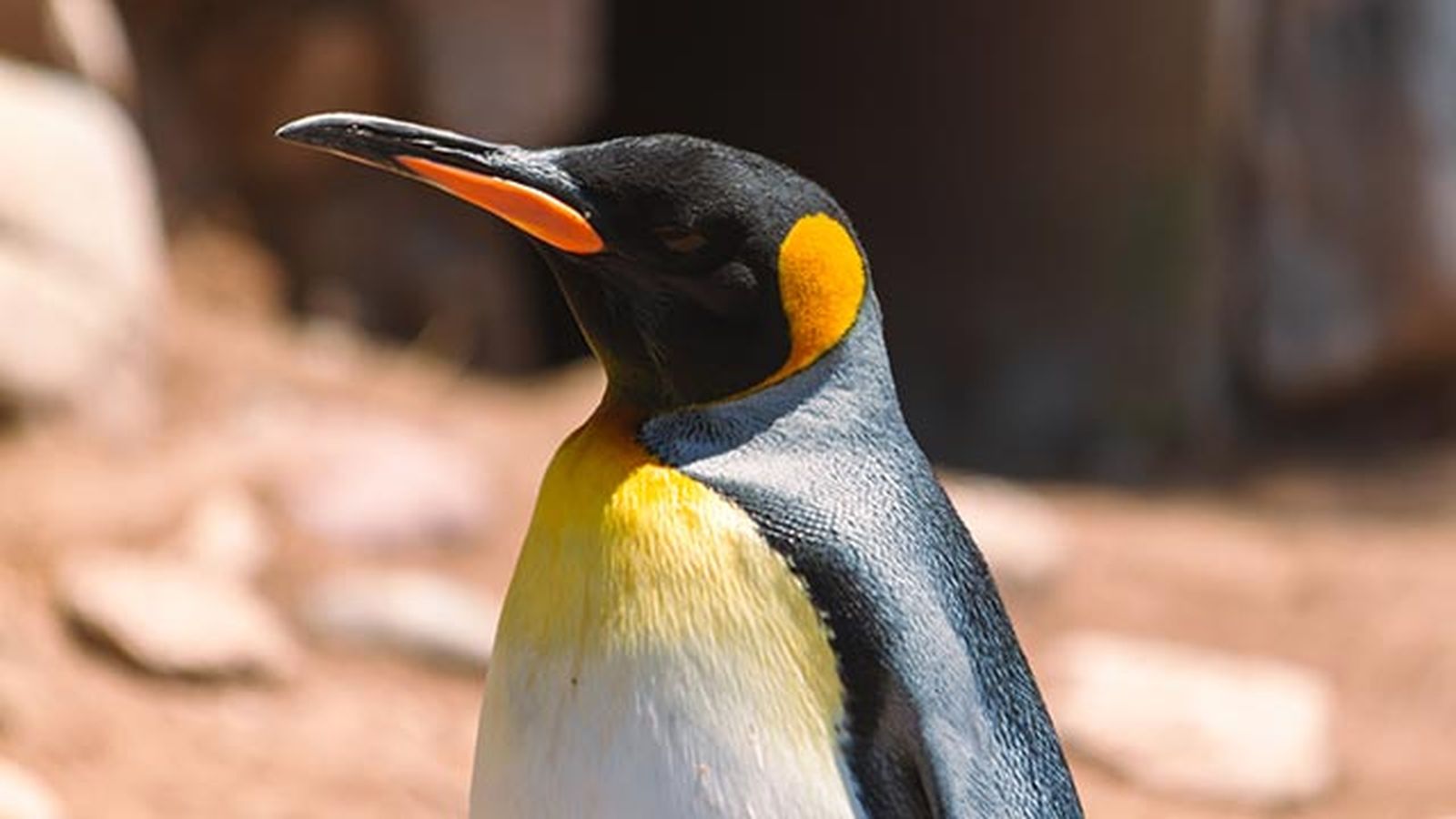 aspectos curiosos pinguinos 1