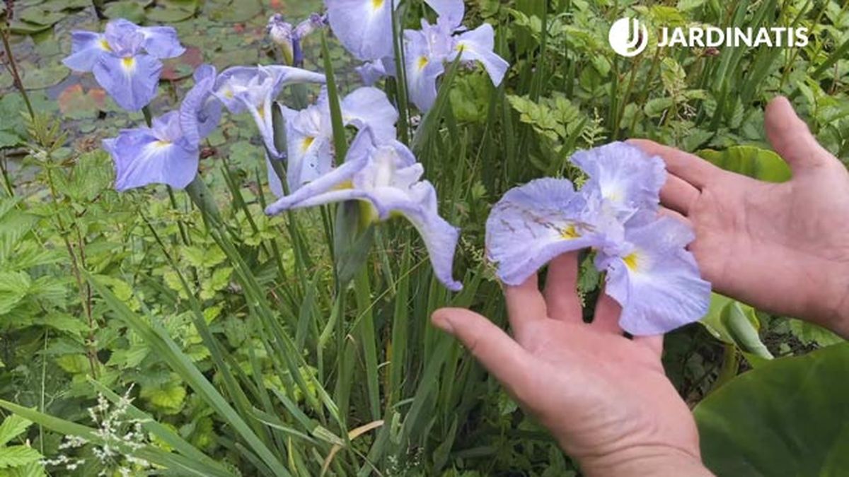 Iris japonica