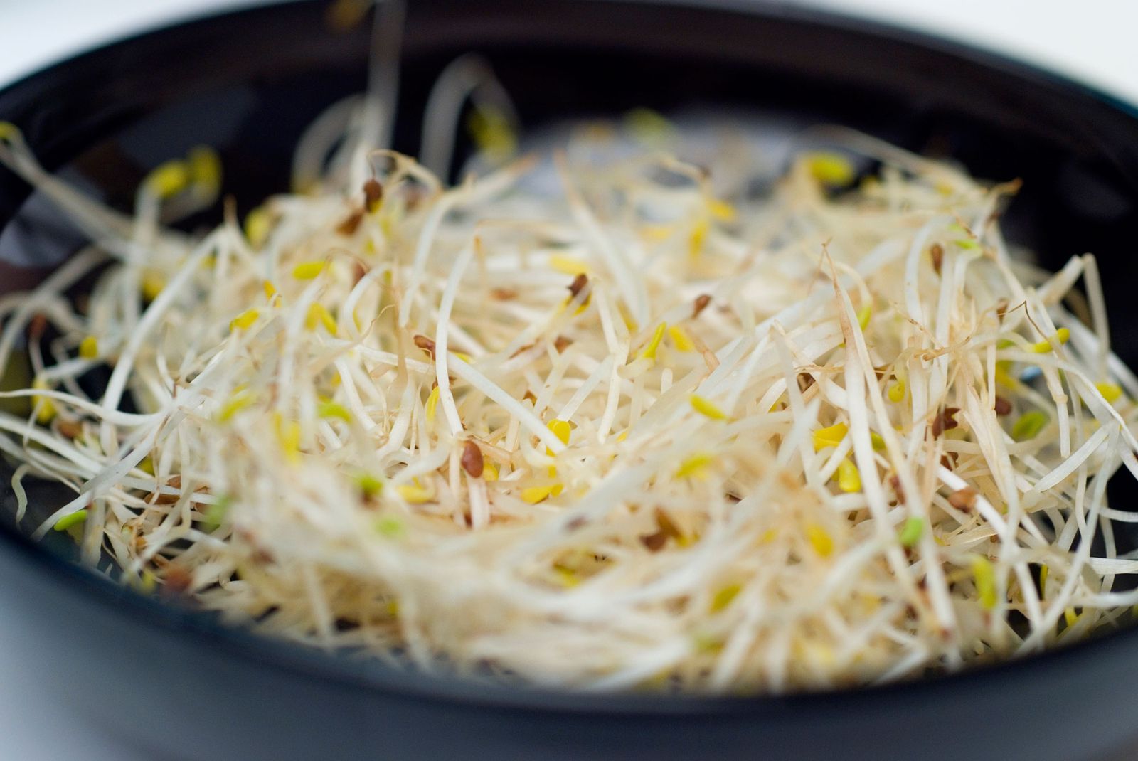 0195 Germinado casero xl