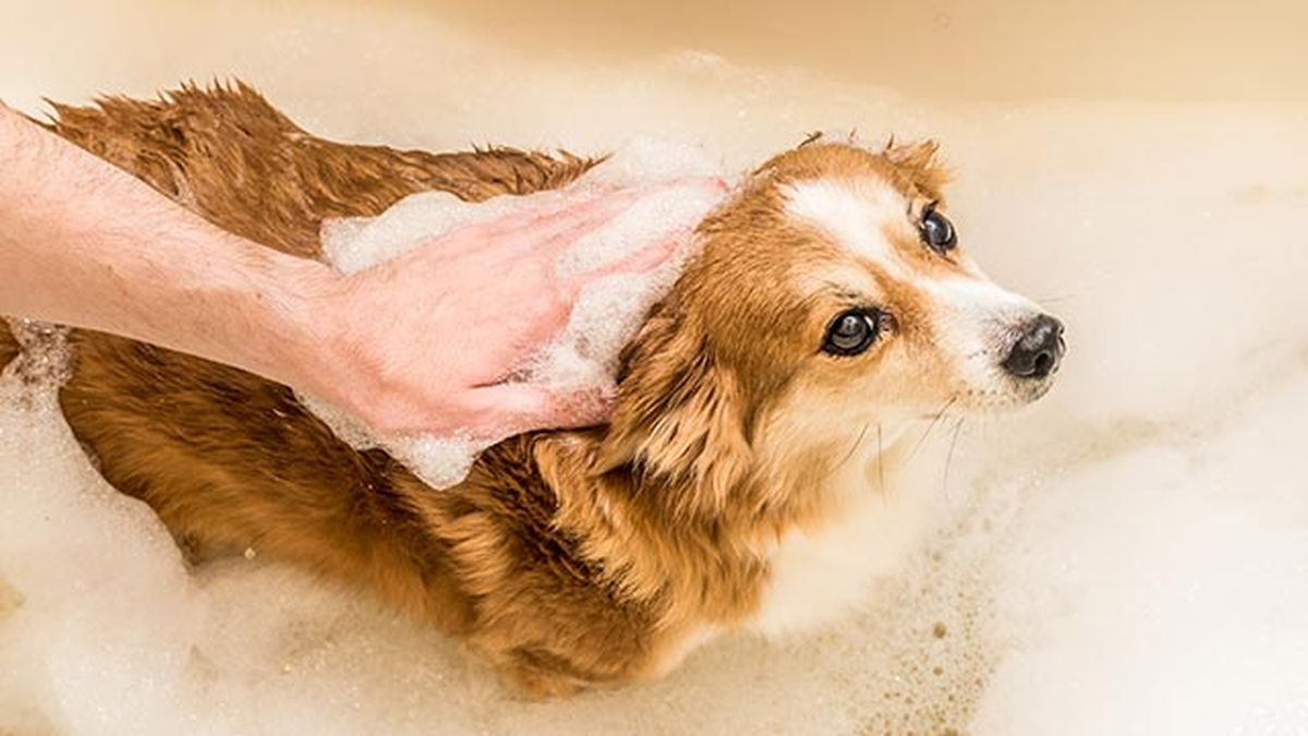 champus perros ducha