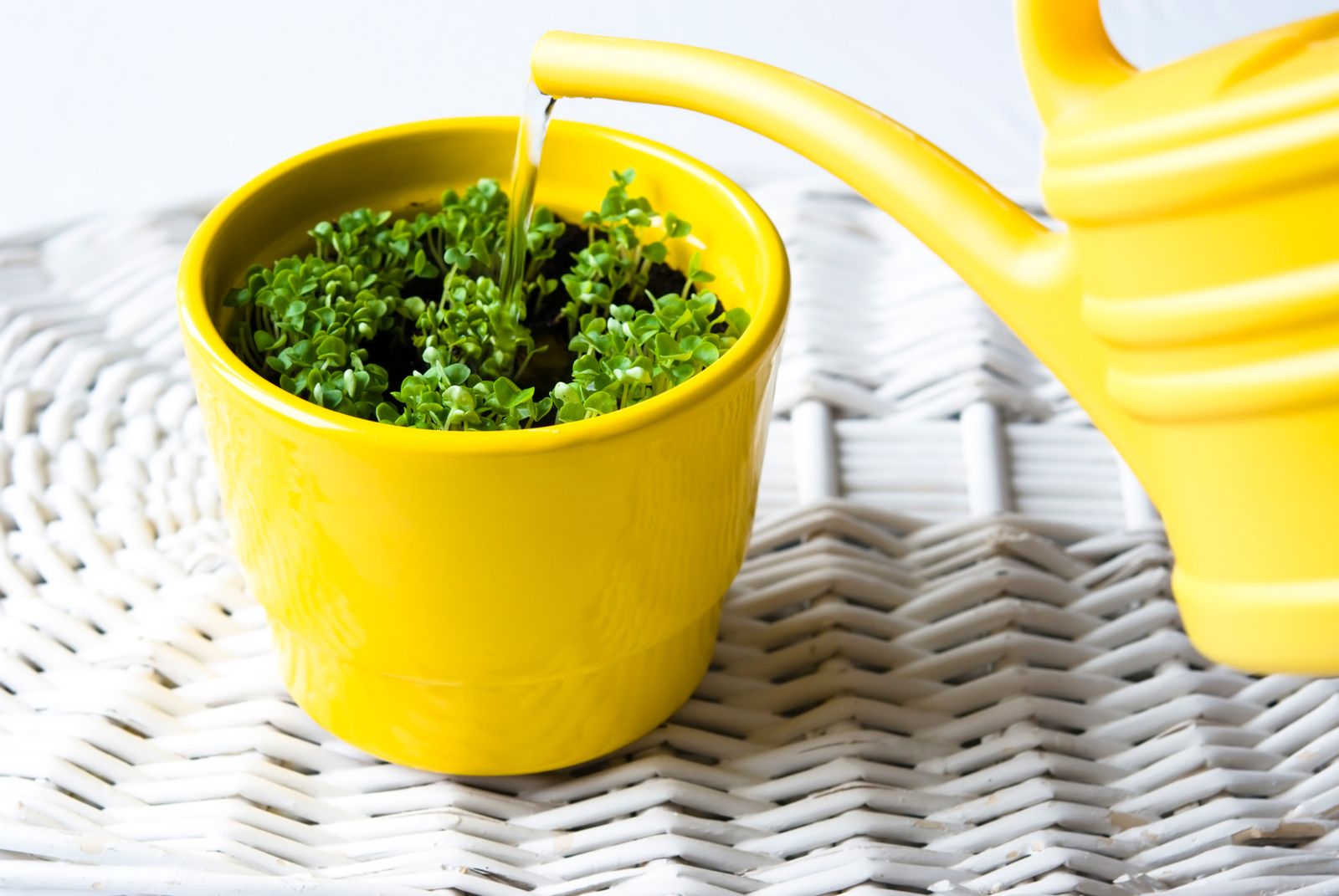 riego plantas interior higrometro xl