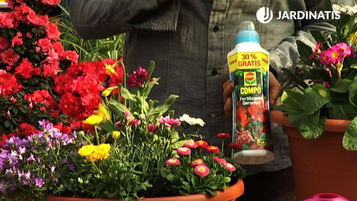 fertilizante geranios plantaciones florales principios primavera deco 425 jardin