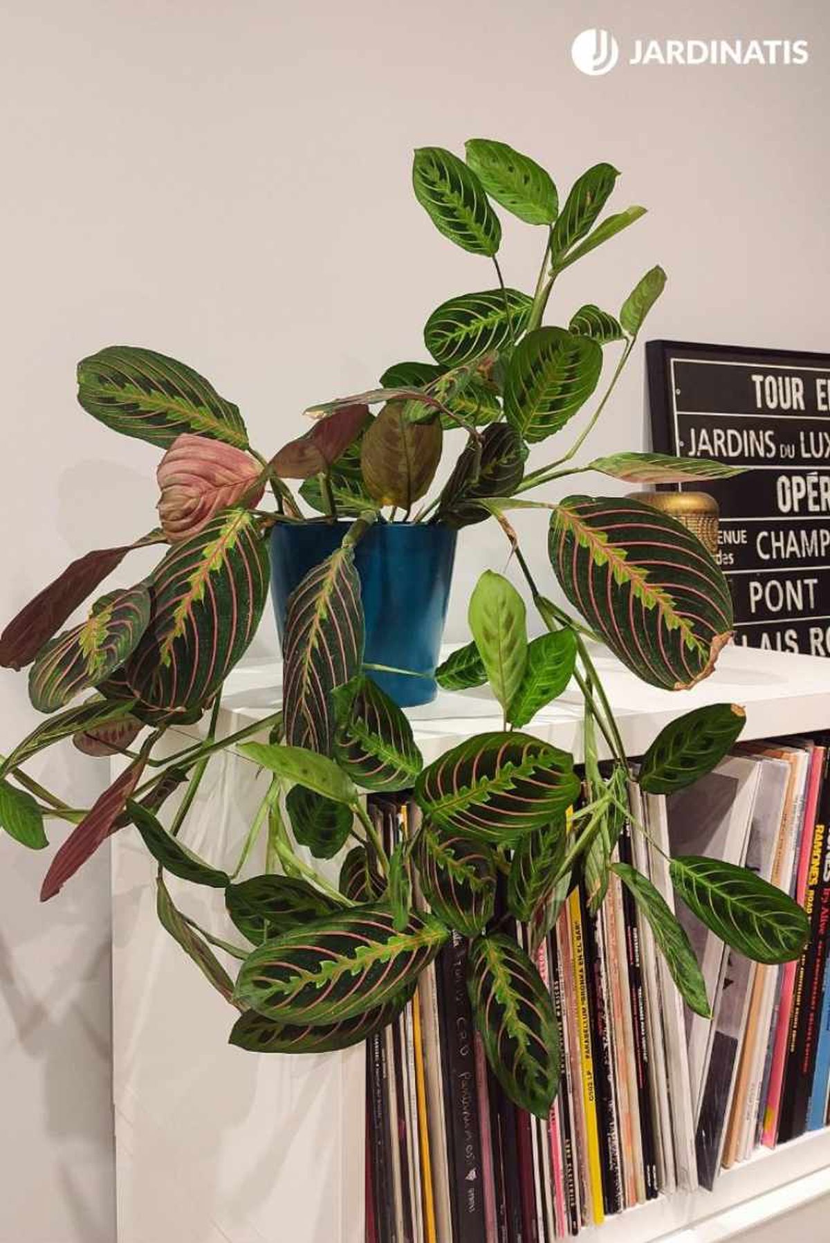 Maranta sobre una estantería