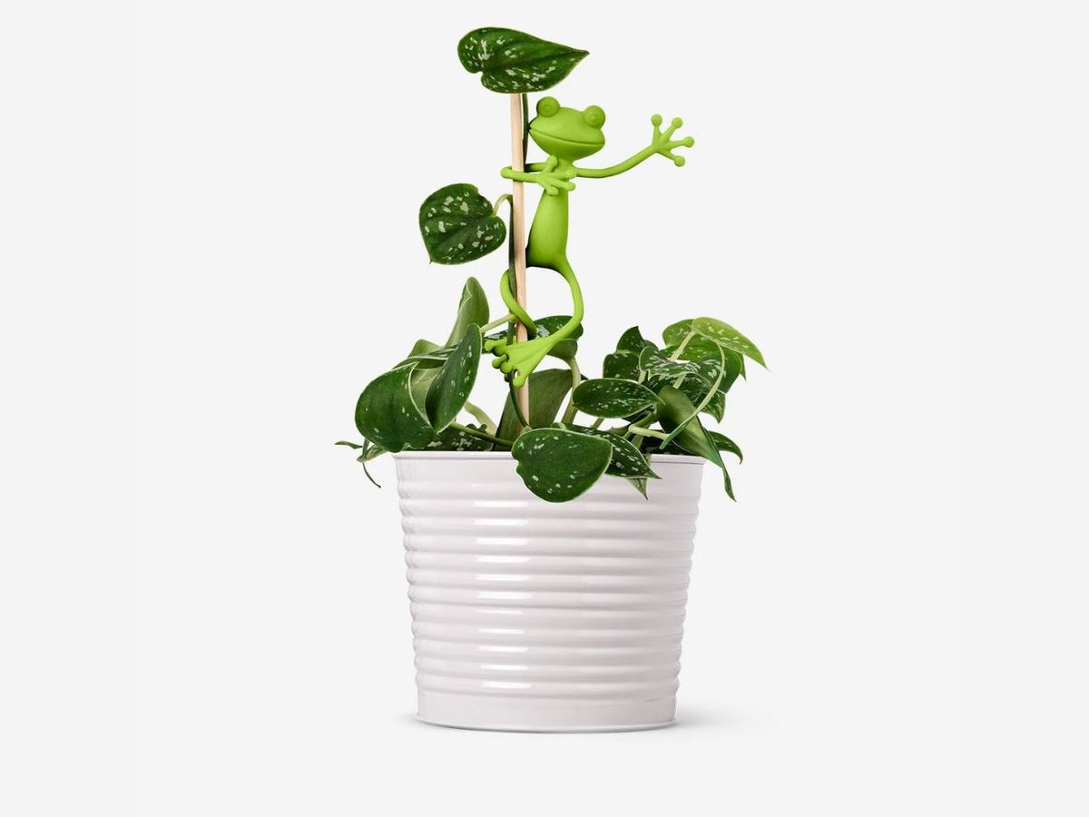 Soportes para plantas en forma de rana