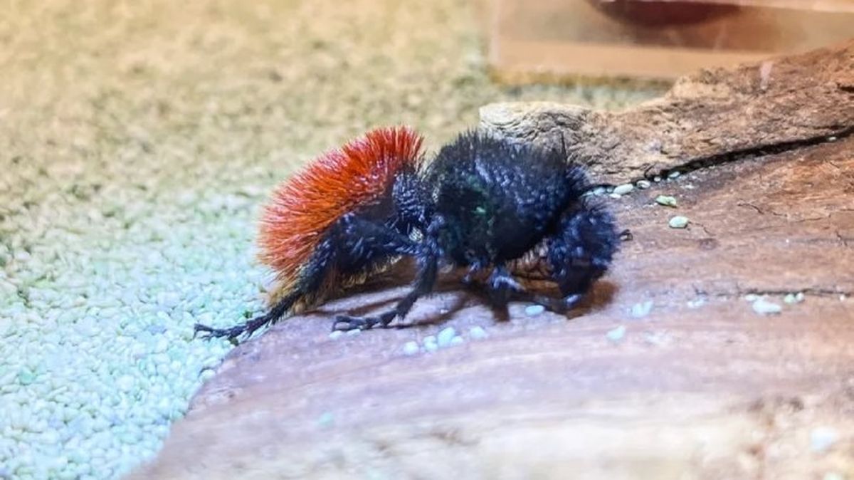 animales mas raros del mundo hormiga terciopelo