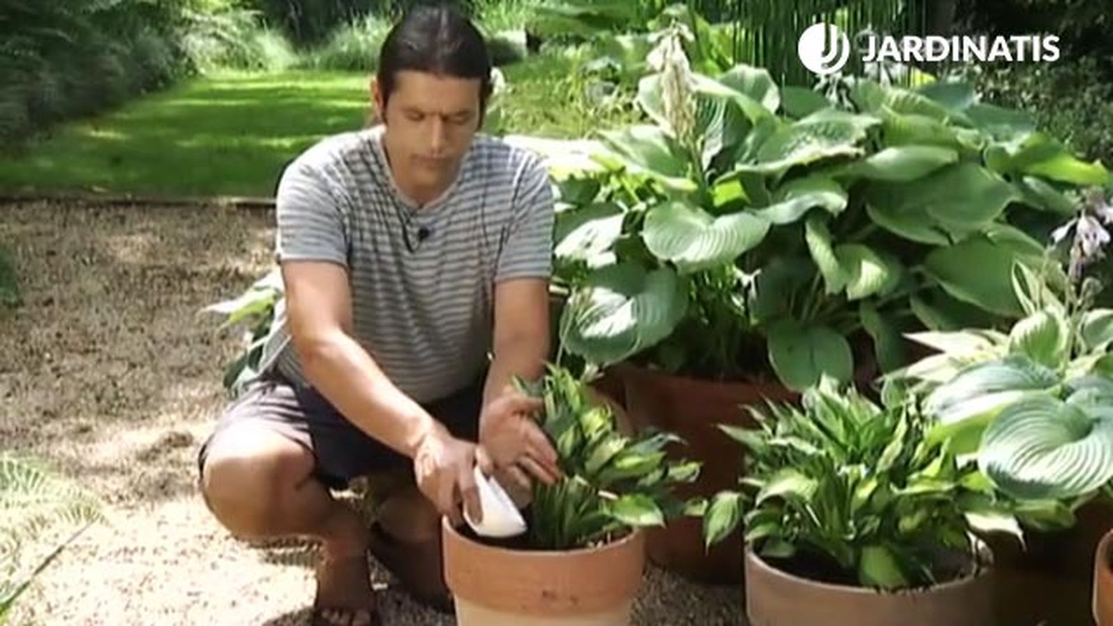 cebo contra caracoles babosas de hostas y hermosas deco 454 jardin