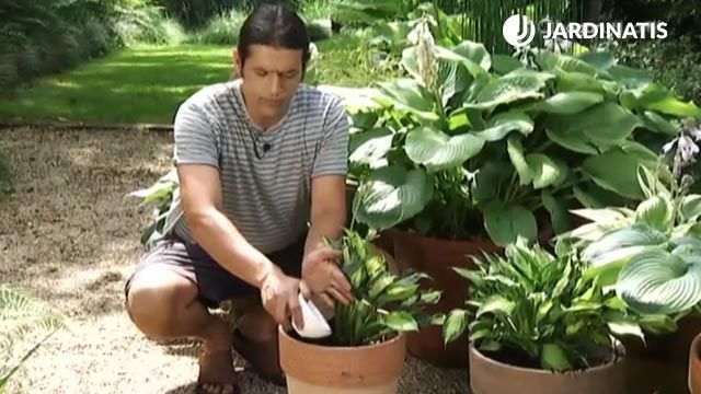 cebo contra caracoles babosas de hostas y hermosas deco 454 jardin