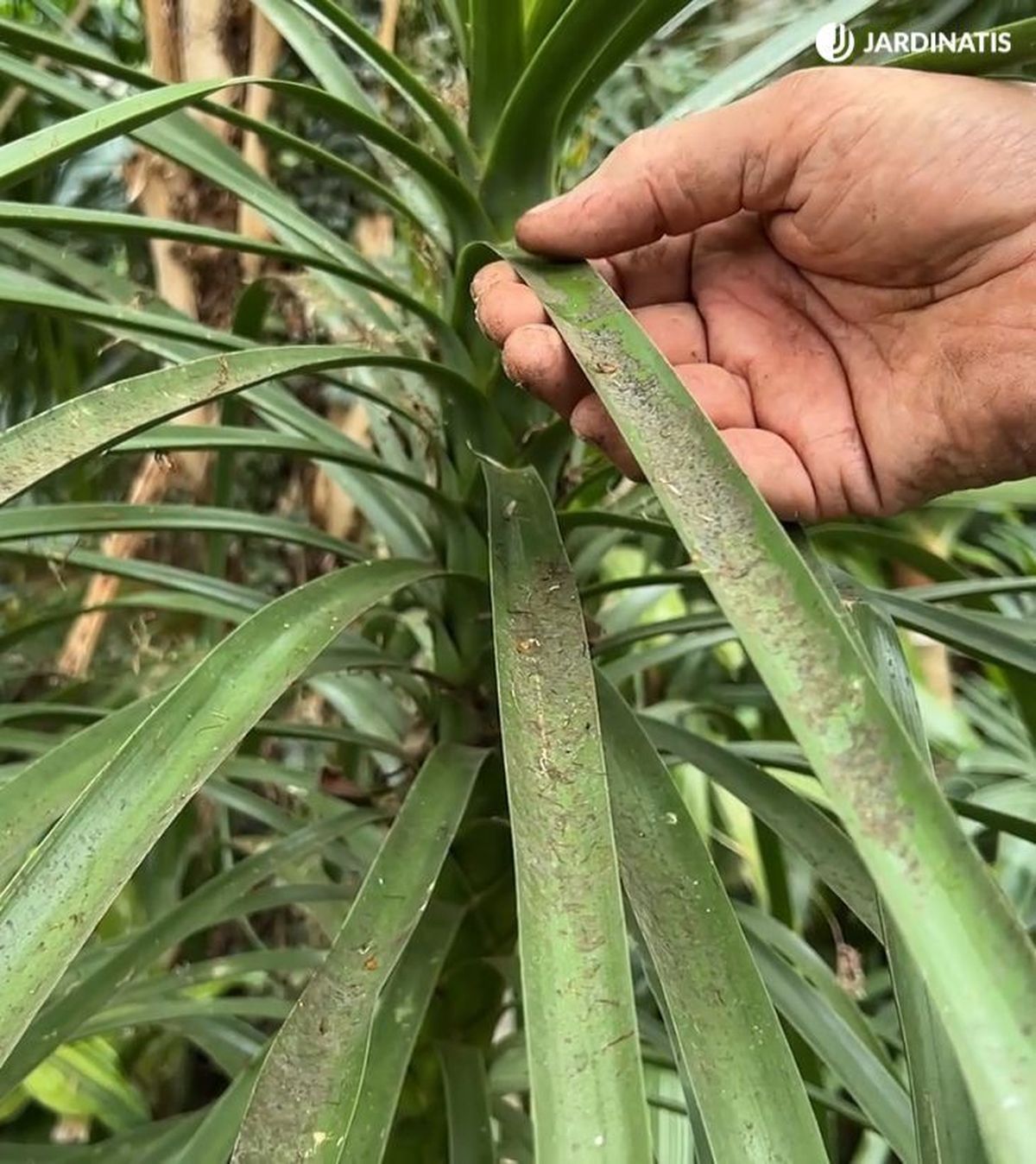 negrilla en las hojas jardinatis