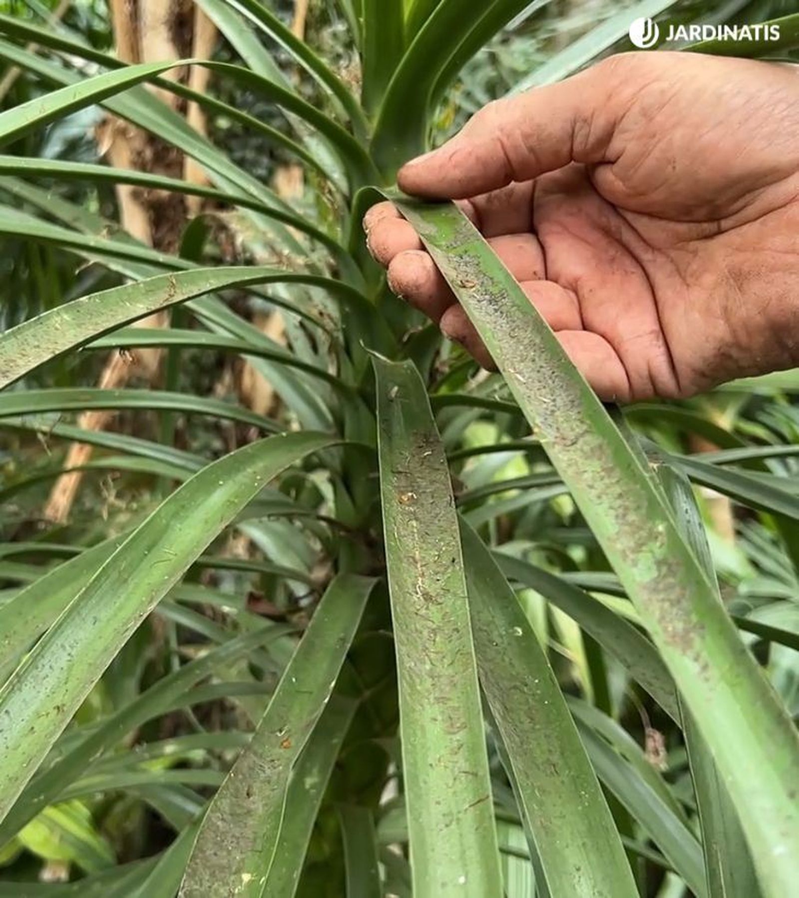 negrilla en las hojas jardinatis