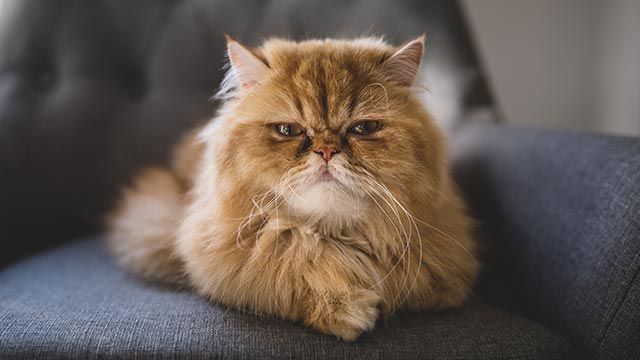 gato persa 7 sofa