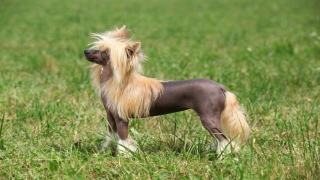 La raza de perro crestado chino pasa frío ya que no tienen apenas pelo.