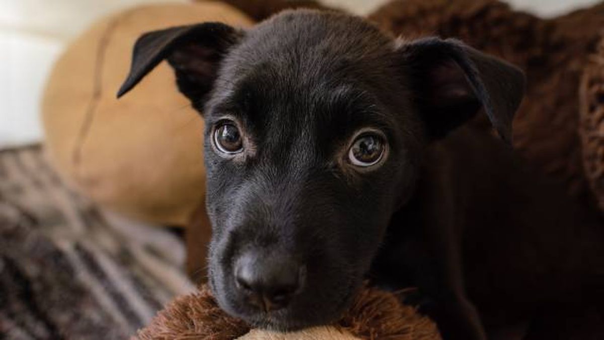 nombres para perros negros
