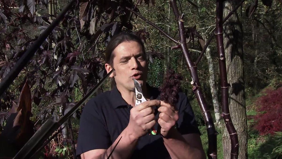 deco 757 jardin ricino rojo o granate semillas