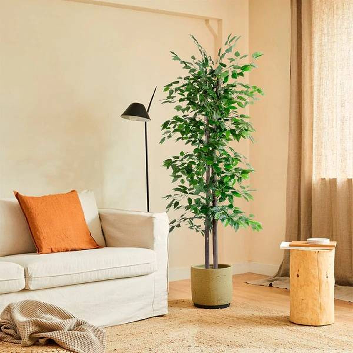 ficus blaine amazon