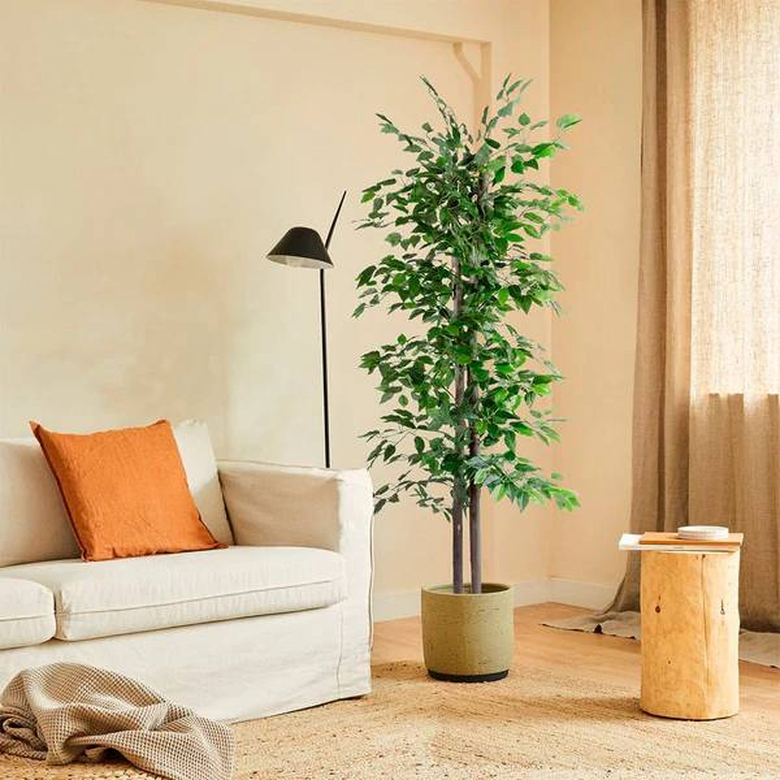 ficus blaine amazon