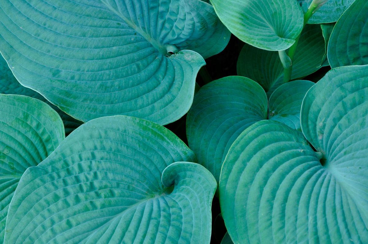 Hermosa u hosta sieboldiana