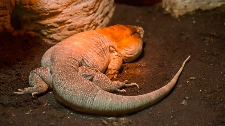 tegu rojo cuidados