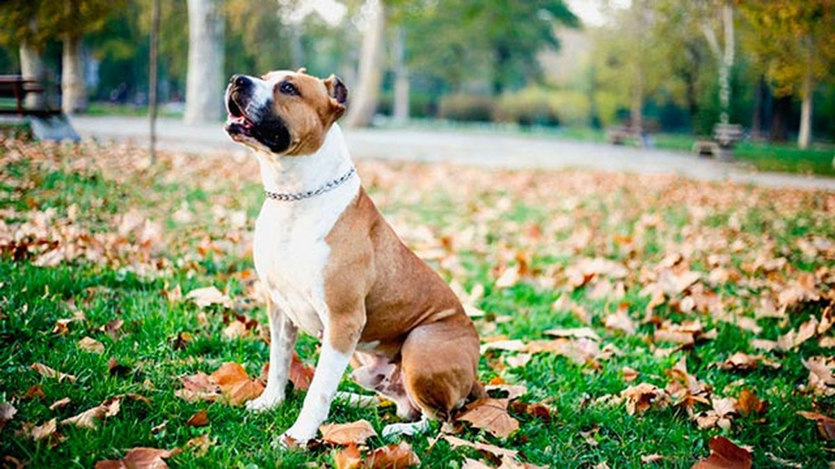 que pasa si mi perro muerde a una persona y le hiere