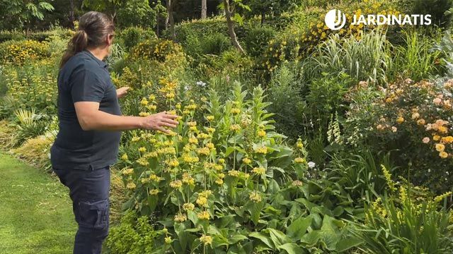 parterre phlomis russeliana lur garden jardinatis