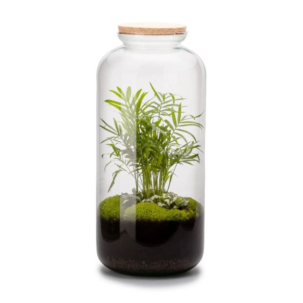 terrario autonomo bonbonne chamaedorea naturalys 2 plantas