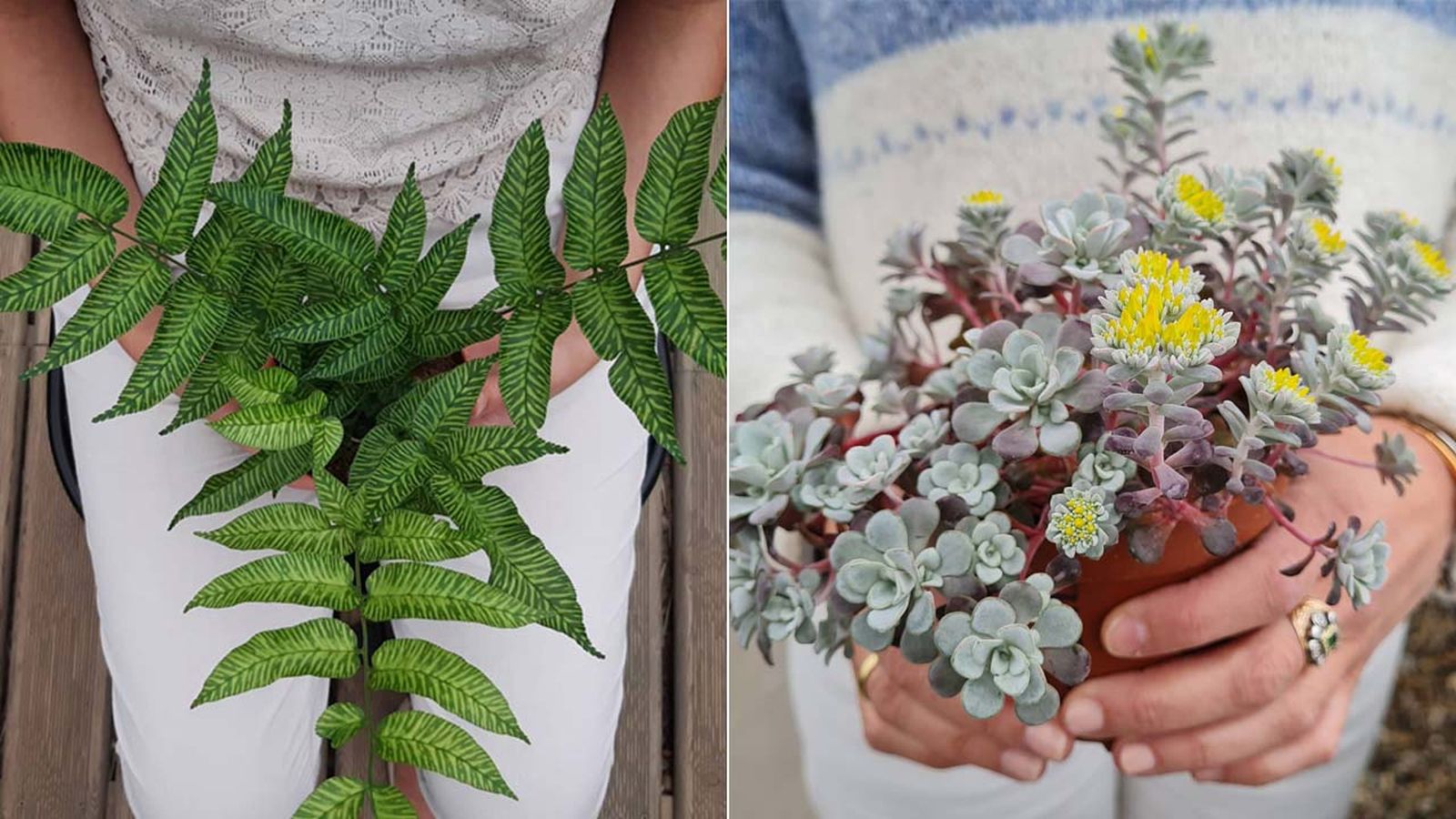 las plantas son inteligentes o no plantadecor jardinatis