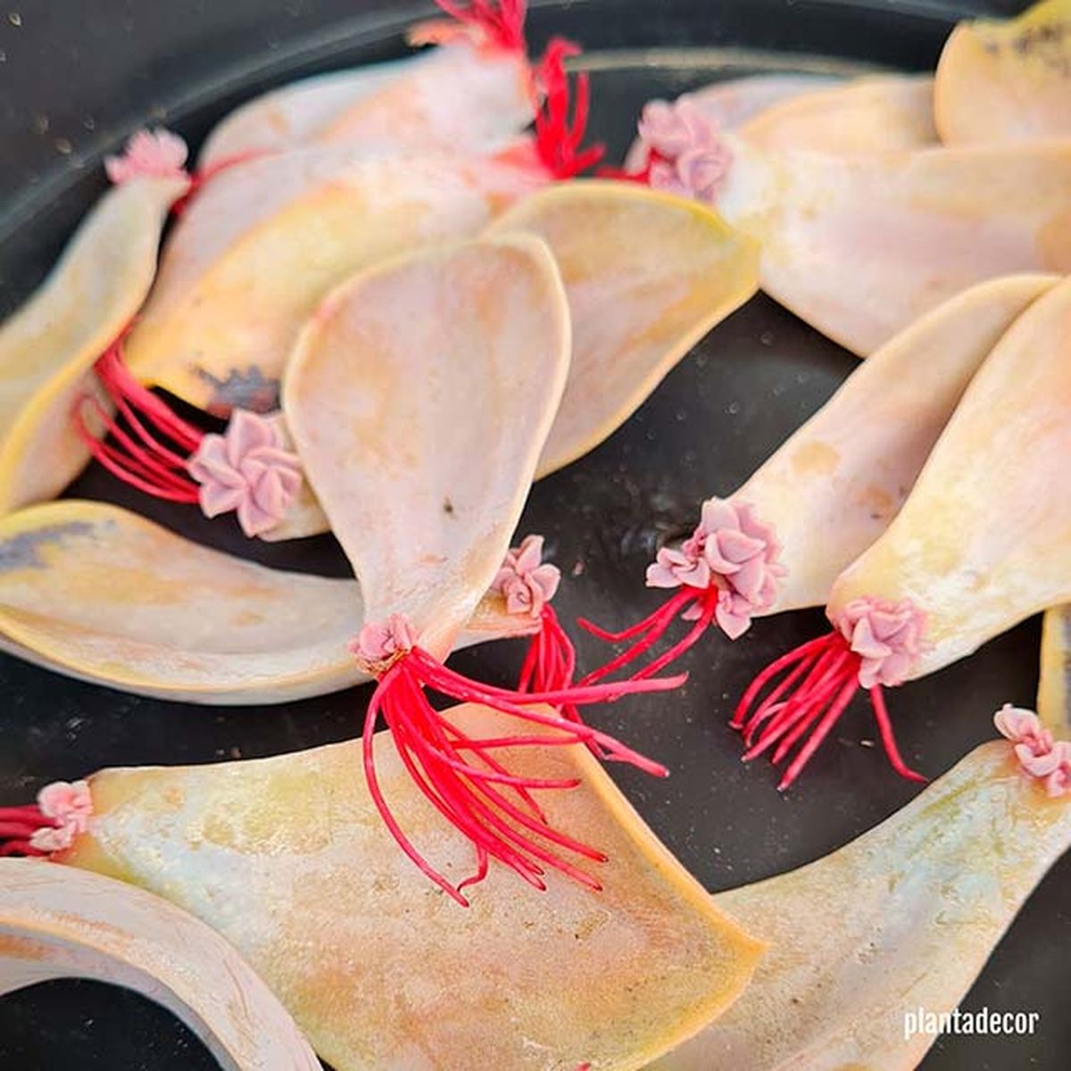 hojas echeverias con raices plantadecor