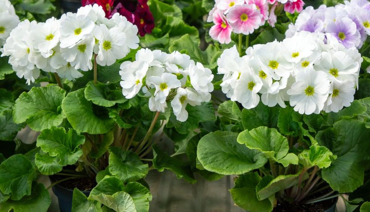 Primula obconica de flores blancas