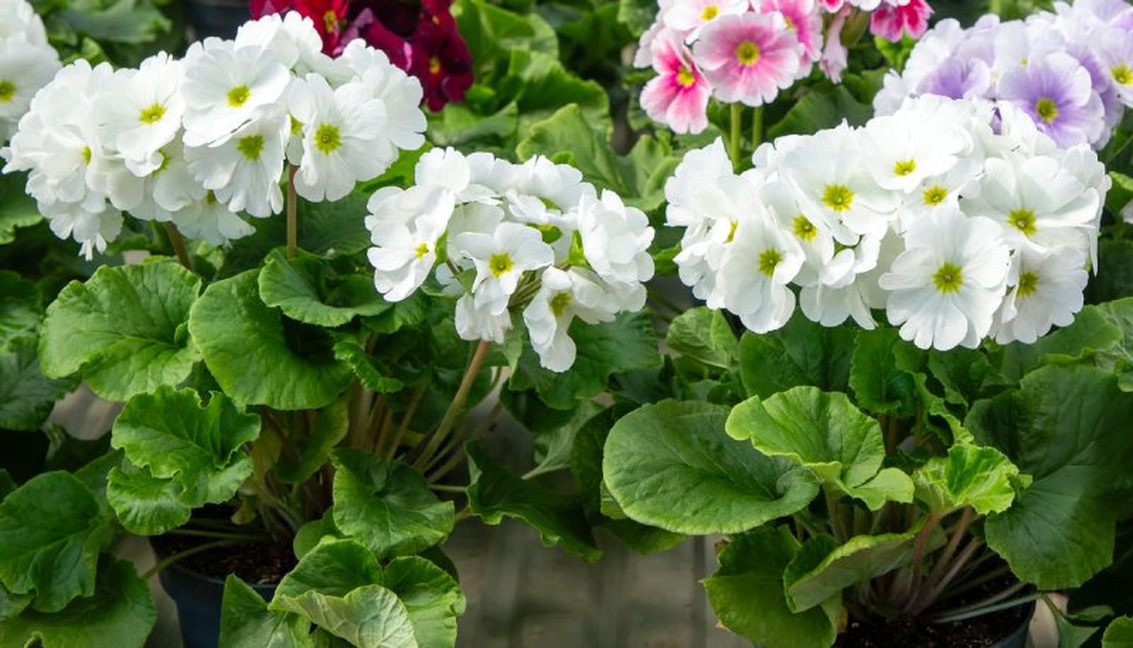 Primula obconica de flores blancas
