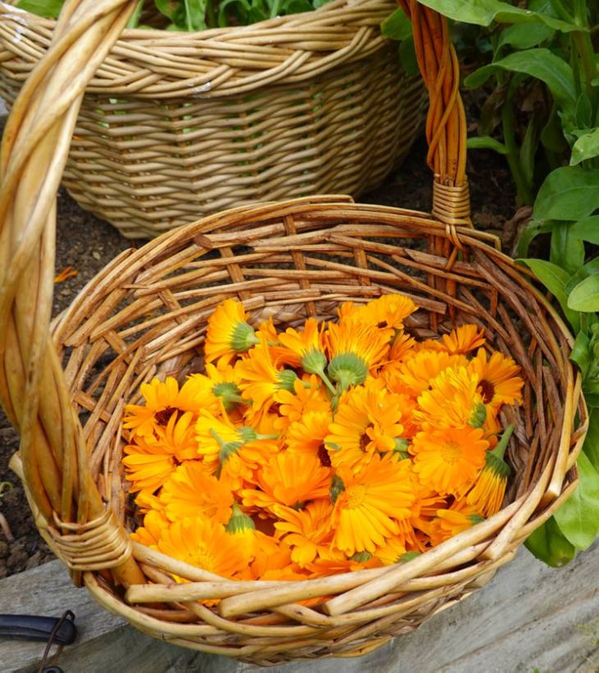 flores de calendula