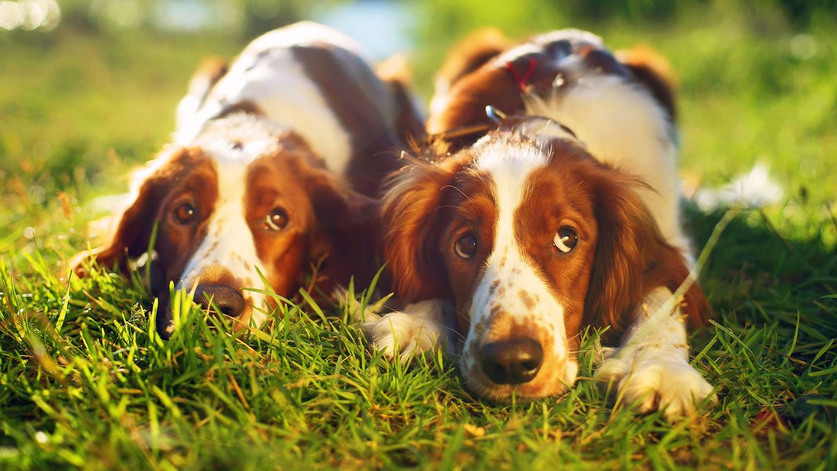 Razas perro origen gales