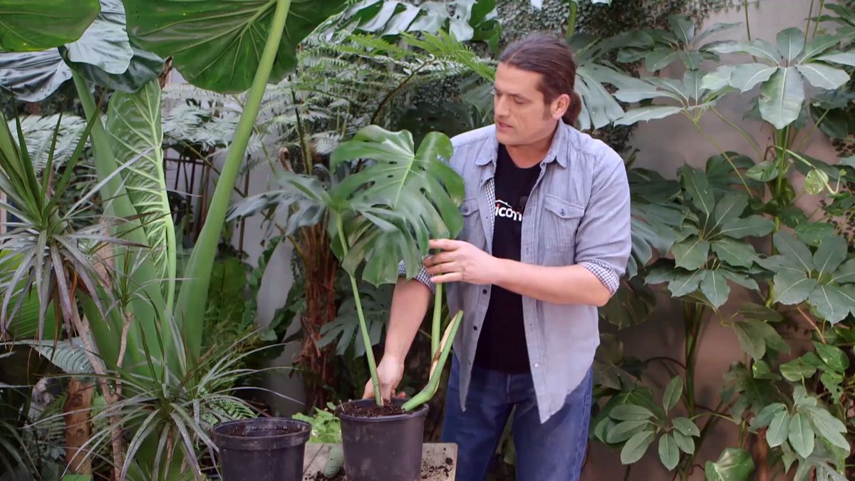 brico 942 3 curiosidades costilla adan detalle