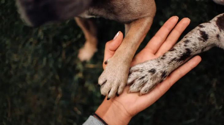 como curar las heridas en las almohadillas de los perros 1