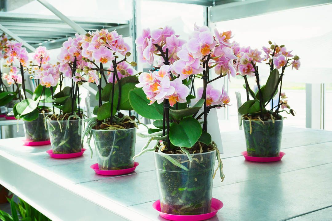 cuidados phalaenopsis contenedor trasparente