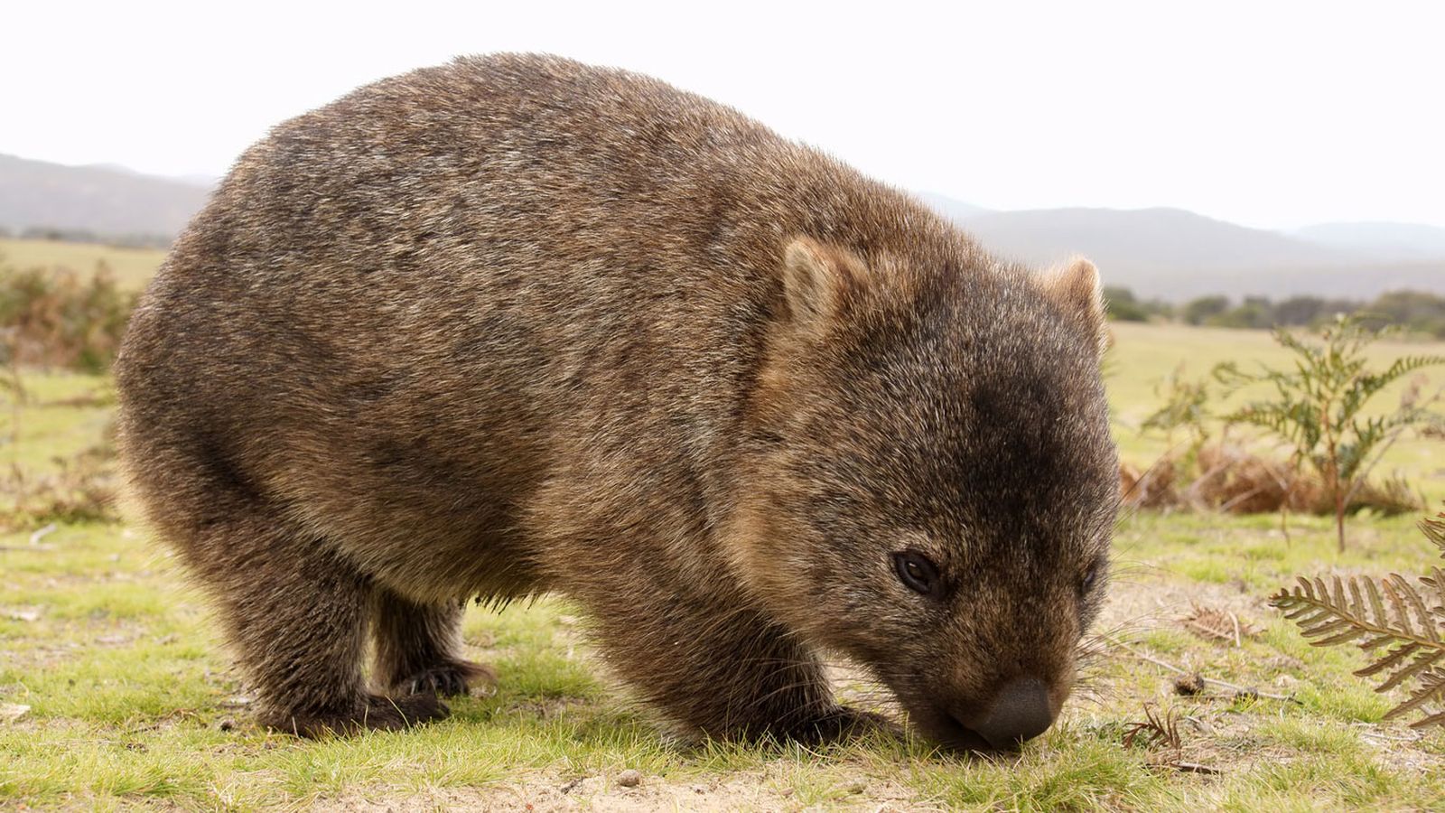 wombat marsupial