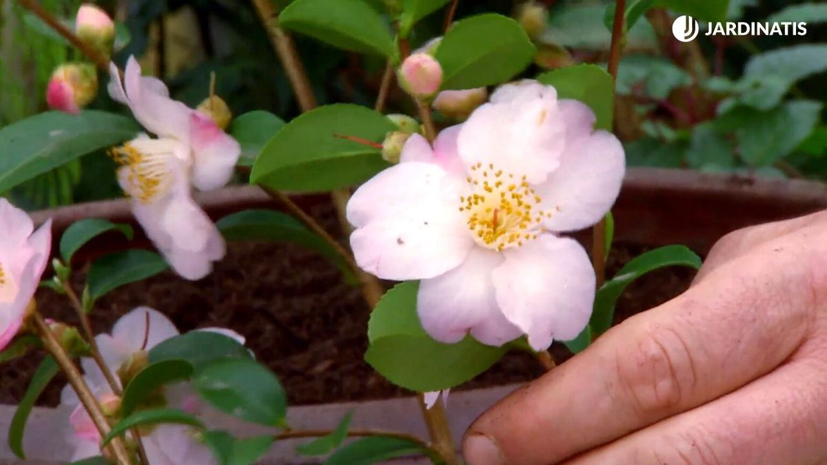 deco 650 camellia cinnamon scentsation xl