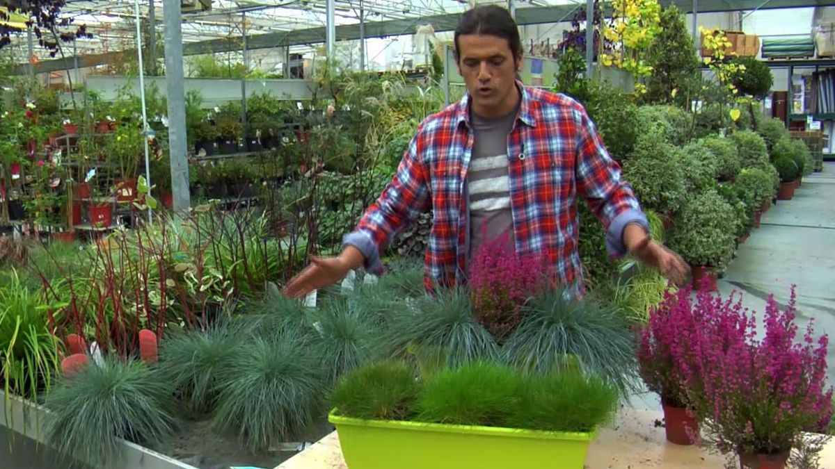 deco jardin 507 composicion festuca gautieri