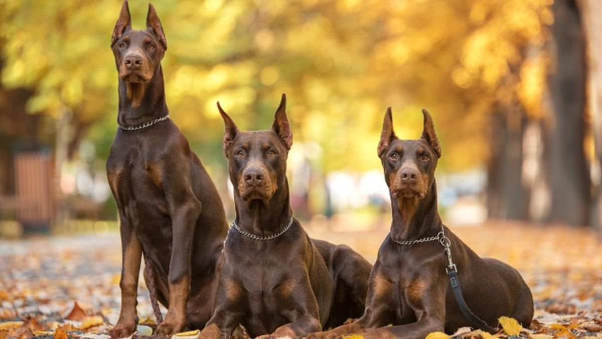 doberman 7