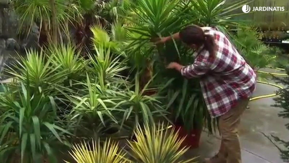 Identifica las hojas en mal estado