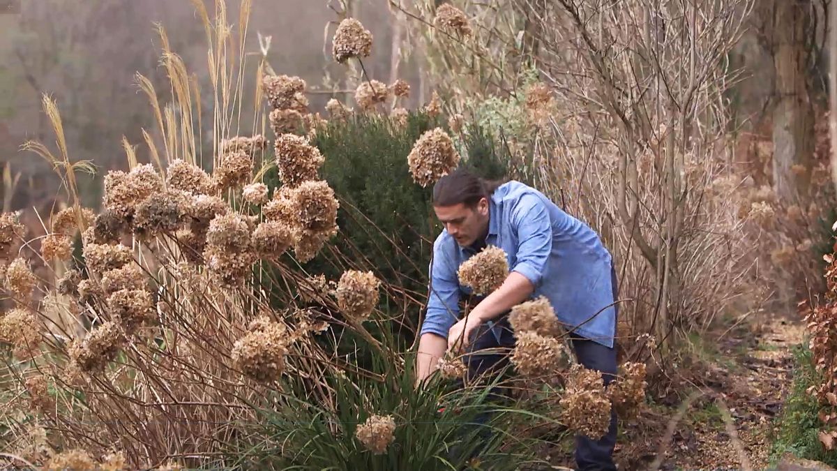 982 poda hortensias sol tallo pequeno
