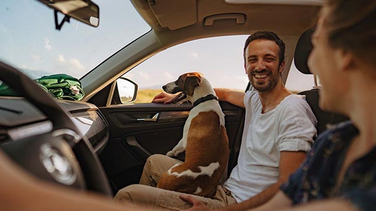 planes perros verano 3 viajar coche