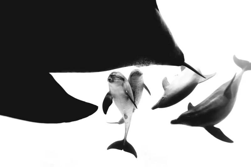 Apareamiento en blanco y negro.