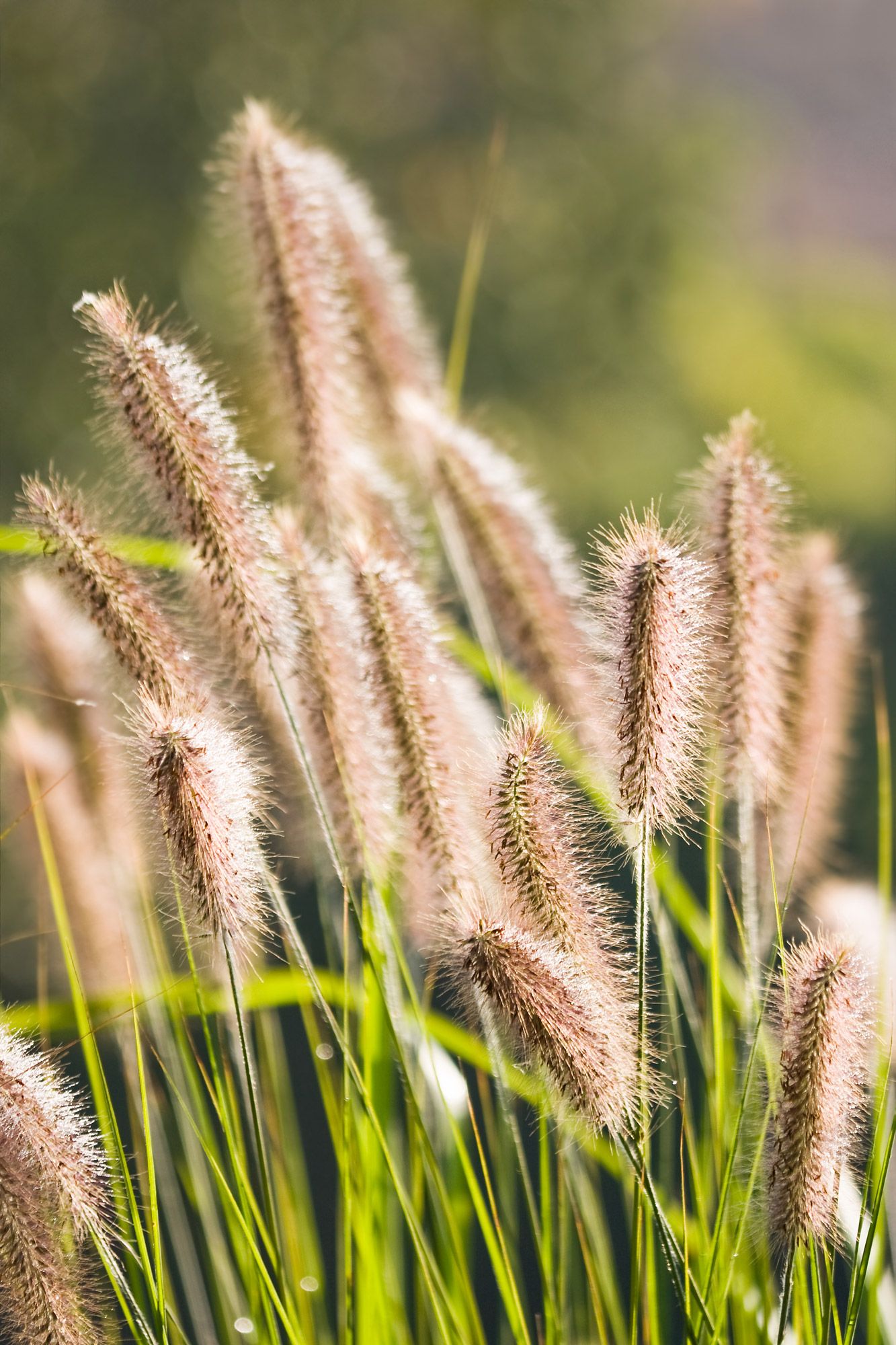 Pennisetum alopecuroides
