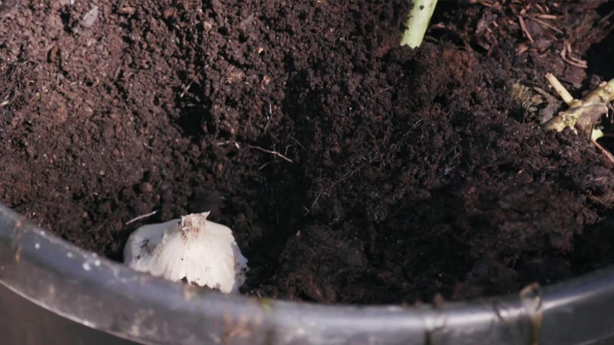 brico 1004 plantacion ajos tierra