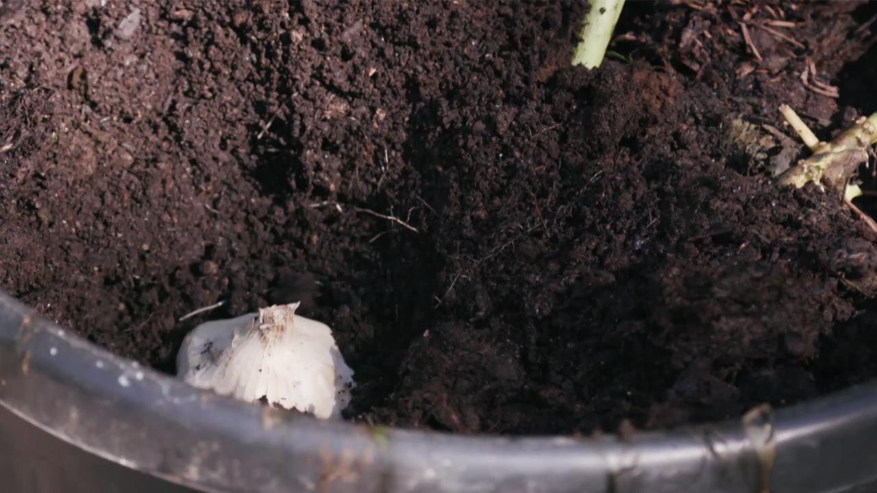 brico 1004 plantacion ajos tierra