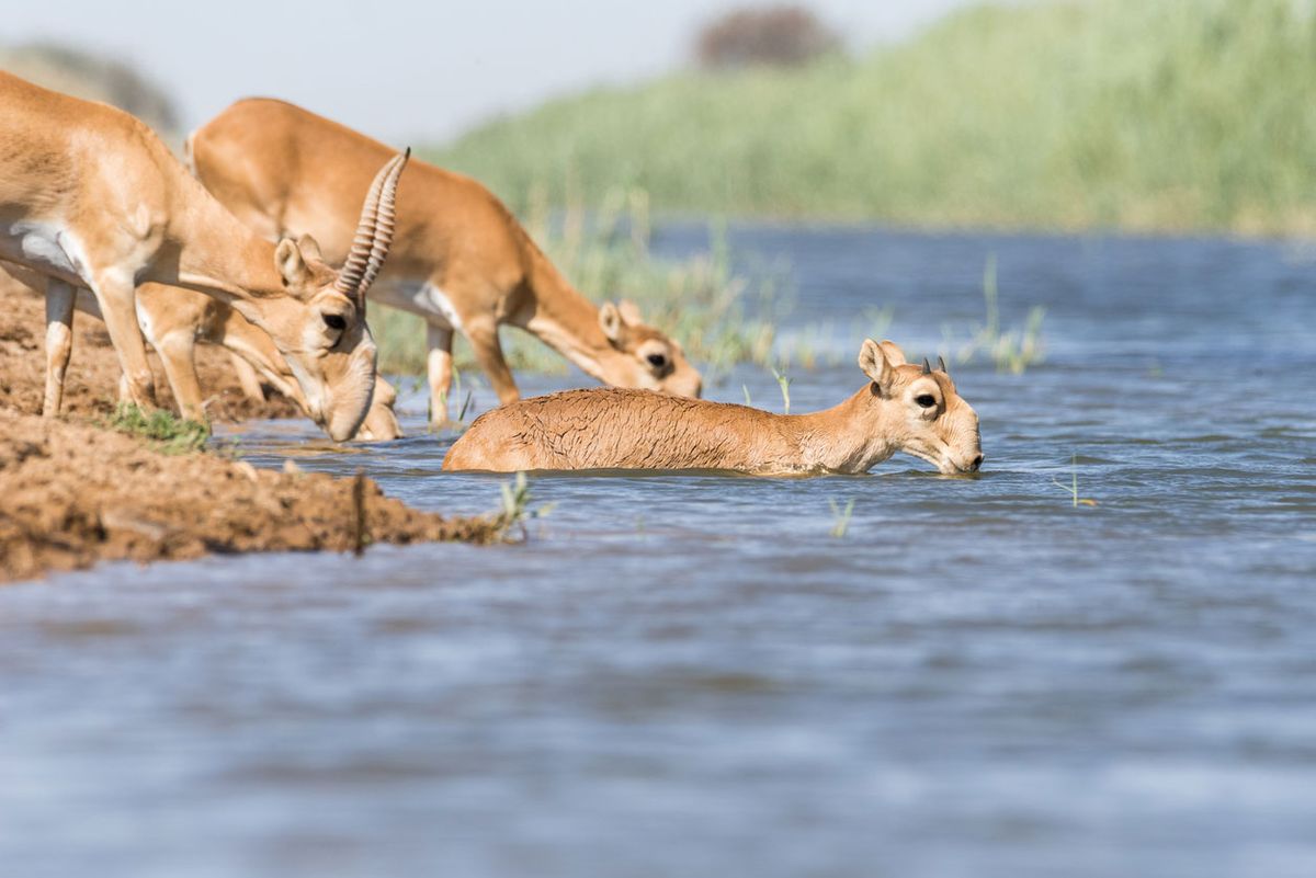 saiga poligamos cuidar hembras