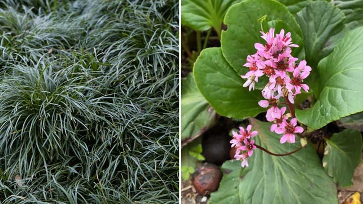 Ophiopogon japonicus hortensia de invierno
